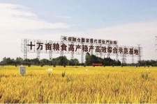 汕尾关于成都商务伴游外围雇用的信息
